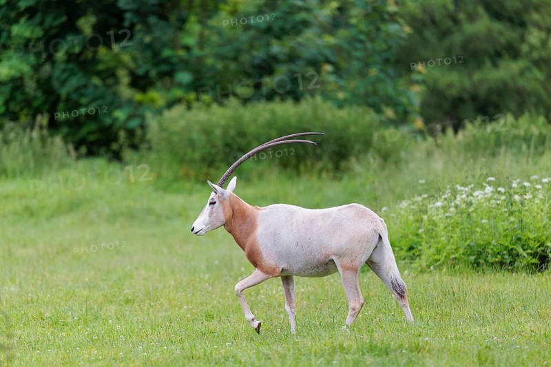 A Scimitar Oryx (Oryx dammah) runs across a green meadow on a cloudy day. Extinct in the wild. Central Sahara, Niger, Chad
