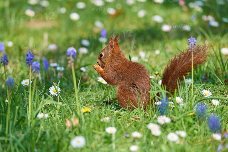 A squirrel sits on a flowering meadow and nibbles something in a spring-like environment, Eurasian red squirrel (Sciurus vulgaris), spring, Baden- Würrtemberg, Germany