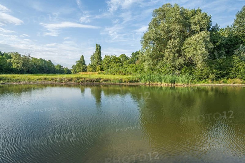 A large pond is surrounded by trees and plants. The sky is clear and only slightly cloudy. It is a pleasant, sunny afternoon. You can see reflections in the water. Bas-Rhin, Alsace, France