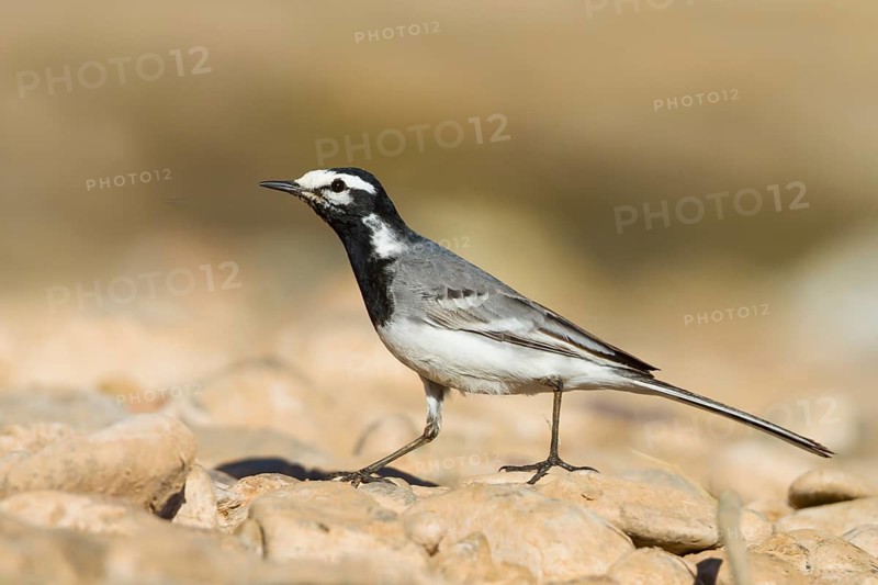 Moroccon Wagtail - Bachstelze - Motacilla alba ssp. subpersonata, Morocco