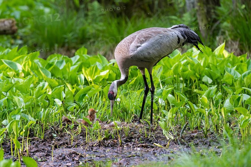 Crane (gurs grus) in nest with chicks, Feldberger Seenlandschaft, Mecklenburg-Vorpommern, Germany