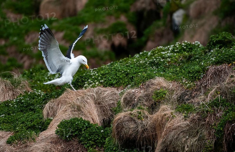 Black-backed gull, great black-backed gull, great black-headed gull, larus marinus, clotted gull, Norway, varanger, birds, charadriiformes, flying, flight, gulls, limbols, seagulls, birds