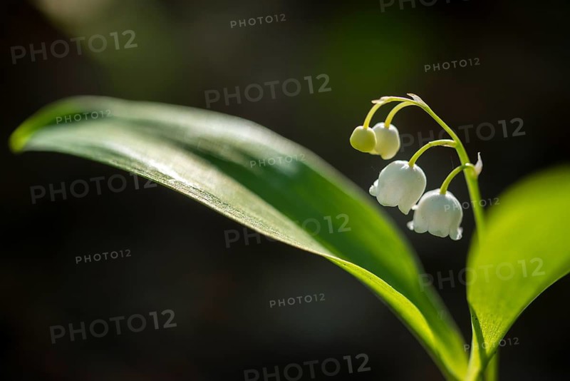 Convallaria Majalis, Convallariaceae, Lily of the Valley, Lily of the Valley, Lily of the Valley, Mary's Tears, May Bells, Our Lady's Tears, Flora, Glovewort, Plants