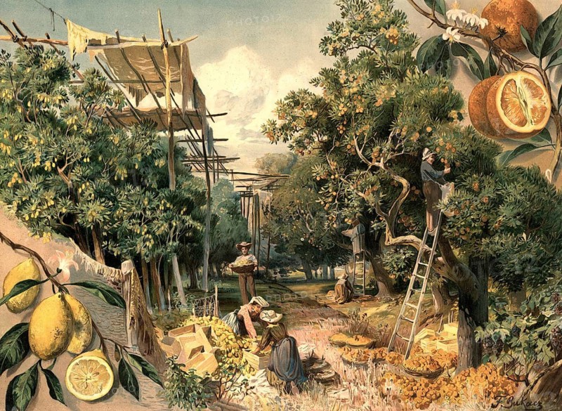 Citrus fruit harvest on a plantation. Detailed botanical studies are inserted in the corners: at the bottom left the lemon, Citrus limonium and at the top right the orange, Citrus sinensis, each with flowers and cut open fruits, school picture, illustration, reproduction of a model from the 19th century. School picture, mural, authentic, file restored for optimal use, exact date of original unknown, historical