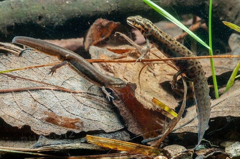 Lissotriton vulgaris meridionalis, Lissotriton vulgaris schreiberi, Schreiber's pond newt, smooth newt, pond newt spec., amphibians, caudata, female, amphibians, amphibians, male, newt, tail amphibians, water newts, female