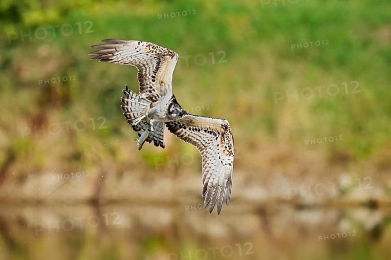 An osprey (Pandion haliaetus) flies with a fish it has caught in its talons, North Rhine-Westphalia, Germany