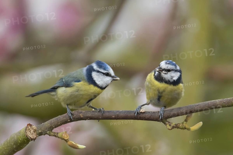 Blue tit (Cyanistes Caeruleus) two adult birds on a garden Magnolia tree branch, Suffolk, England, United Kingdom