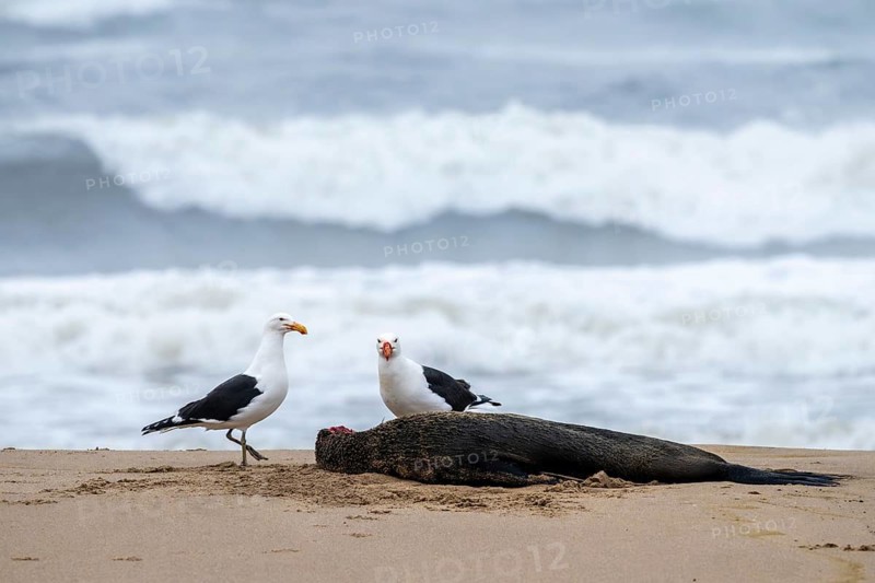Seagulls feed on dead seals on the beach, Atlantic coast, Namib Naukluft Park, Namib Desert, Namibia