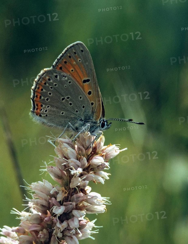 Purple gold butterfly, lycaena hippothoe, purple-edged copper, butterfly, insects, butterfly, butterflies