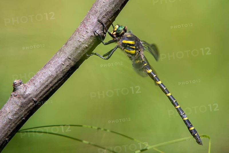 Cordulegaster Boltoni, Golden-ringed Dragonfly, Two-Striped Spring Maiden, Anisoptera, Damselflies, Dragonflies, Insects, Dragonflies, Odonata