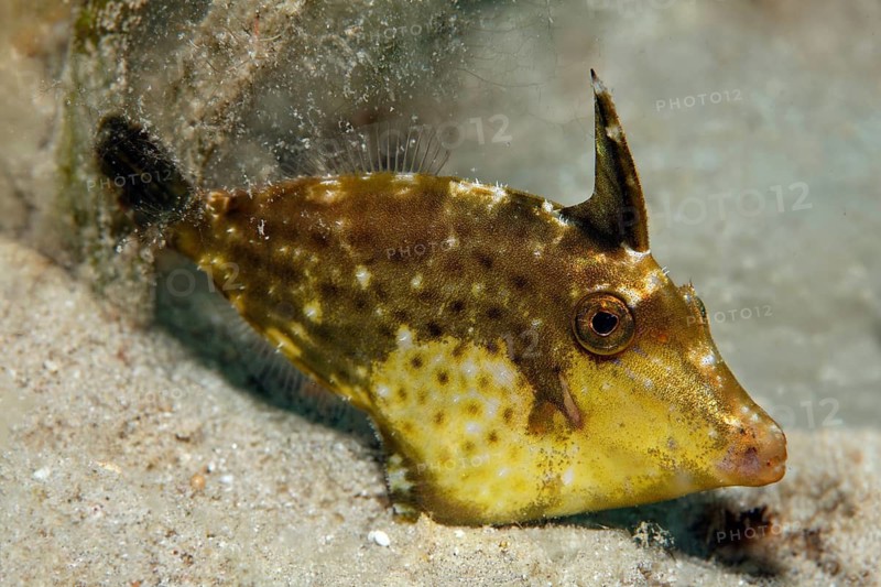 Seagrass filefish (Acreichthys tomentosus) resting on sandy bottom, Red Sea, Makadi Bay, Port Safaga, Egypt
