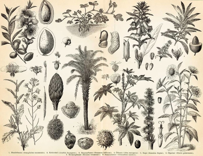 Oil and fat plants, Food, Almond tree (Amygdalus communis), Earth acorn (Arachis hypogaea), Sesame plant (Sesamum indicum), Olive tree (Olea europaea), Rapeseed (Brassica Napua), Oil palm (Elaeis guineensis), Castor oil plant (Ricinus communis), Sunflower (Helianthus Annuus), Compilation, Overview, Enumeration, Biology, Nature, Historical illustration 1885