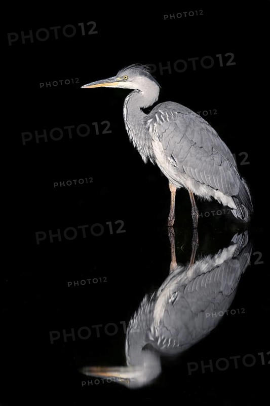 Grey heron (Ardea cinerea) standing in the water, with reflection, North Rhine-Westphalia, Germany