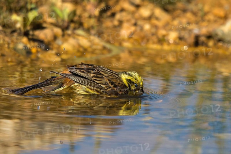 Emberiza Citrinella, Yellowhammer, Yellowhammer, Bath, Bird Bath, Birds, Male, Passeri, Songbirds, Potion, Birdbath, Birds, Watering Place
