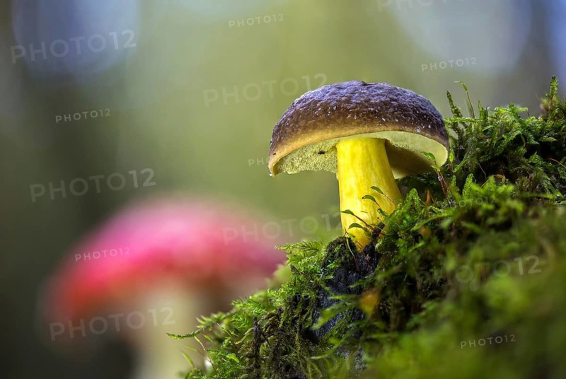 Frosted red-footed bolete, boletus pruinatus, autumn redfoot, red-footed bolete, xerocomellus pruinatus, xerocomus pruinatus, fungi, fungus, matte bolete, mushrooms