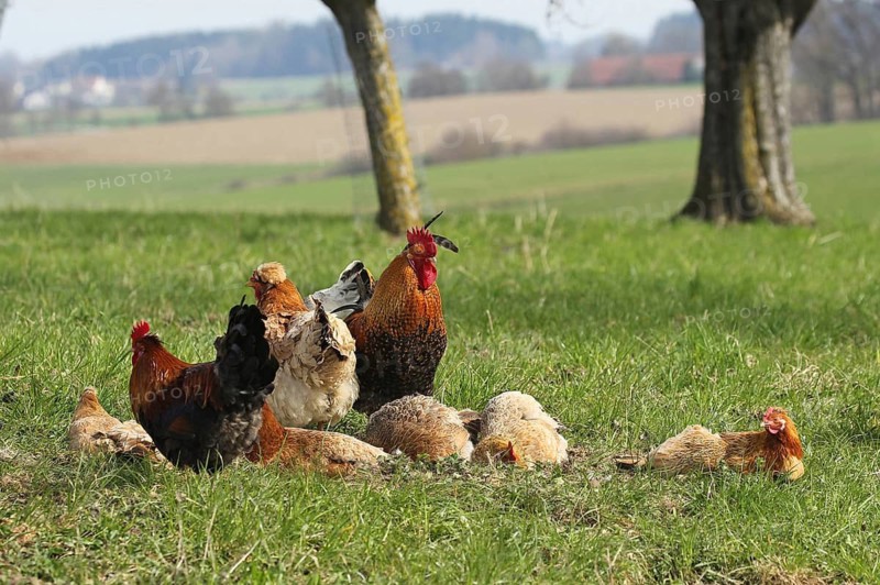 Domestic chicken (Gallus gallus domesticus) organic farming, free-range chickens and rooster sandbathing in the meadow, Lower Austria, Austria, Lower Austria, Austria