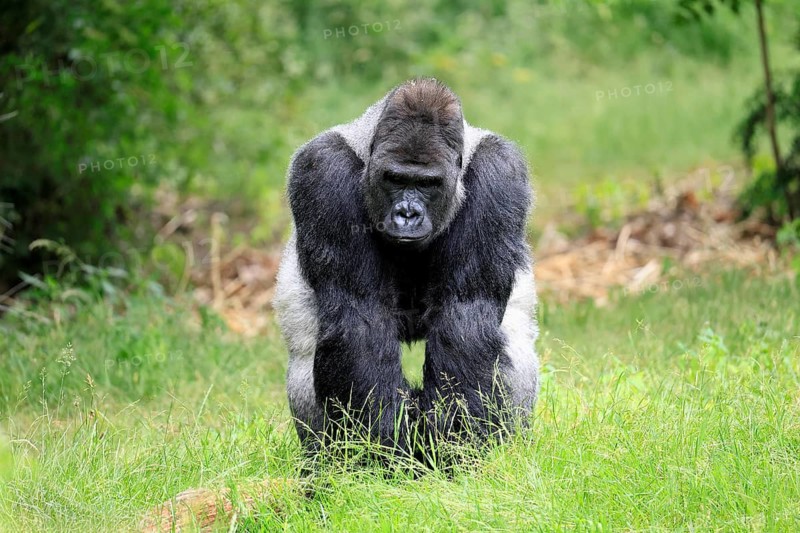 Western gorilla (Gorilla gorilla), adult male, silverback, on the ground