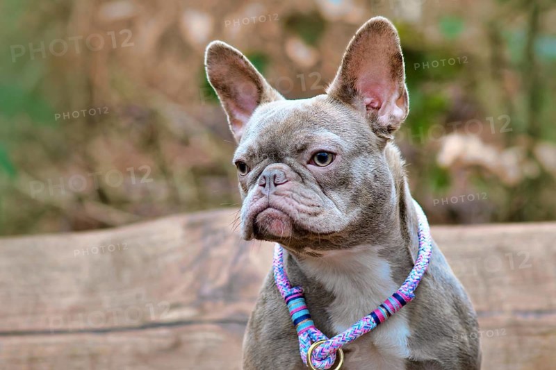 Portrait of lilac French Bulldog dog with purple rope collar