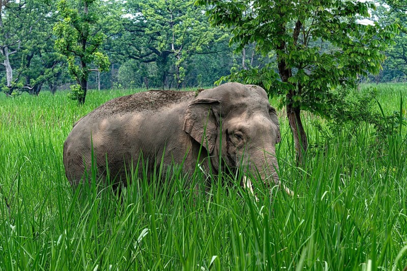 Wild bull elephant, Asian elephant, Elephas maximus, Chitwan National Park, Nepal