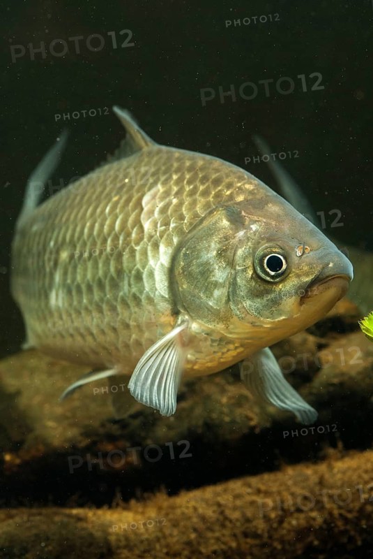 Carassius gibelio, pediment, prussian carp, silver carp, fish, fishes, pisces