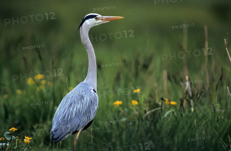 Ardea cinerea, heron, gray heron, birds, ciconiiformes, leo, herons, walking birds, wading birds, birds