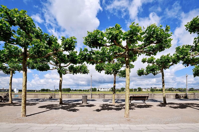 Düsseldorf, Germany - June 9th 2026:Trees at riverside promenade 'Rheinuferpromenade' with Rhine River, opposite riverbank and Rheinknie Bridge on a sunny day