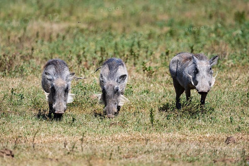 Three warthogs (Phacochoerus africanus), Addo-Elefant National Park, Eastern Cape, South Africa