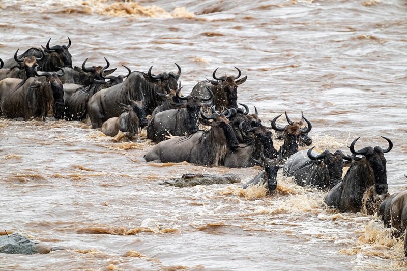 A huge crocodile on the attack, The Great Migration, huge herds of wildebeest (Connochaetes taurinus) crossing the Mara River and swimming to the other side, close-up of the herd, Serengeti, Tanzania