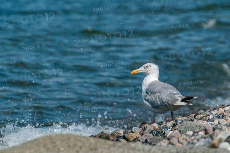 Herring gull, Larus argentatus, herring gull, birds, charadriiformes, gulls, limbols, seagulls, birds