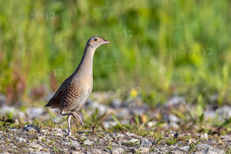 Corn crake, corncrake, landrail (Crex crex, Rallus crex) adult male foraging in field, meadow in spring