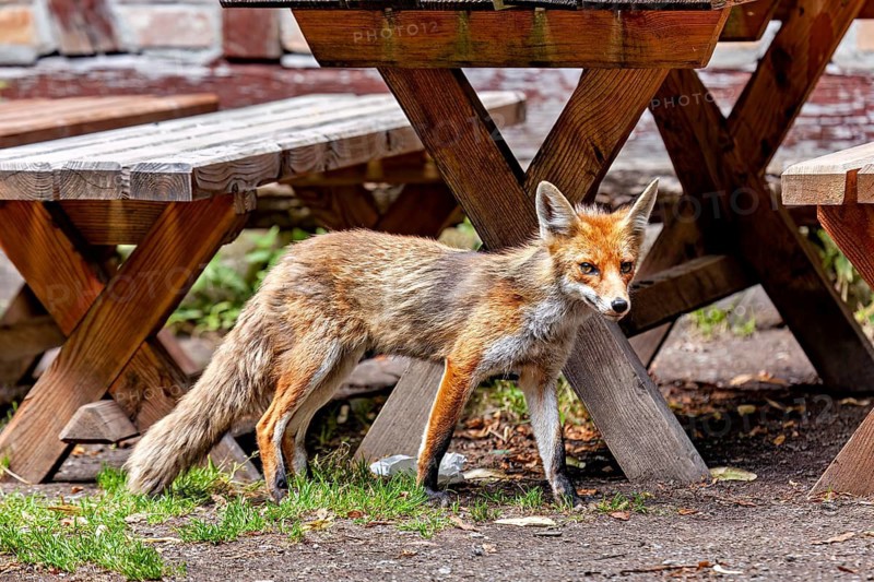 A fox stands next to some wooden tables, gazing into the distance, a red fox in the Hainich near Mühlhausen, Thuringia, Germany (Vulpes vulpes)