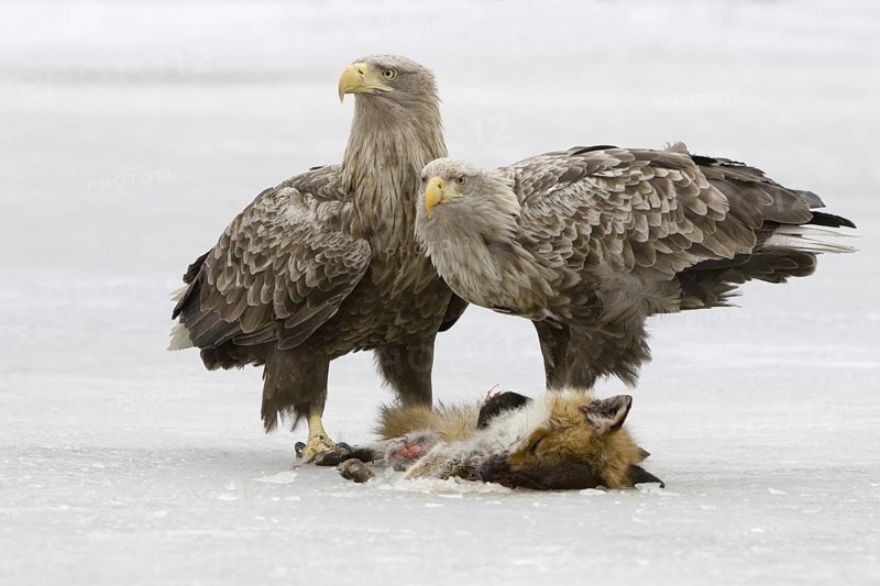 White-tailed Eagle (Haliaeetus albicilla), Mecklenburg-Western Pomerania, Germany