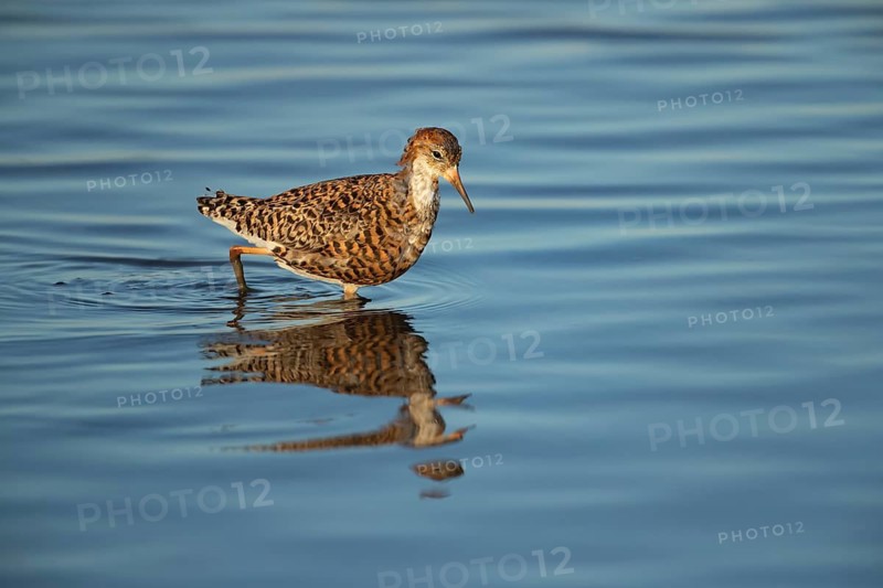 Ruff (Philomachus pugnax) adult wader bird in summer plumage in a shallow lagoon, England, United Kingdom