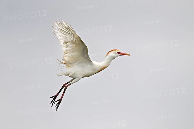 A cattle egret (Bubulcus ibis) in breeding plumage in flight, Camargue, southern France