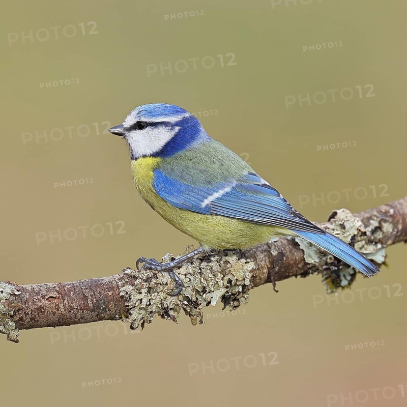 Blue Tit (Parus caeruleus), perched on a branch covered in lichen, Wilnsdorf, North Rhine-Westphalia, Germany