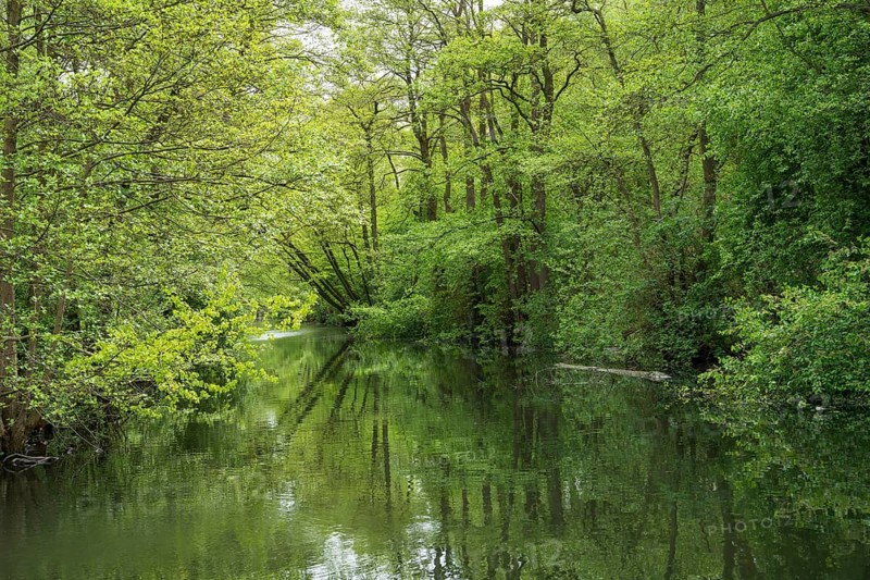 Deciduous trees with reflections on the Bolter Canal, deciduous forest, spring, Müritz National Park, Mecklenburg Lake District, Mecklenburg-Western Pomerania, Germany