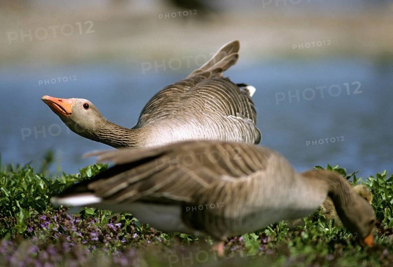 Anser Anser, Greylag or Graylag Goose, Grelag Goose, Anatidae, Birds, Threaten, Duckbirds, Goose, Geese, Leo, Male, Male, Threat, Birds, Waterbirds