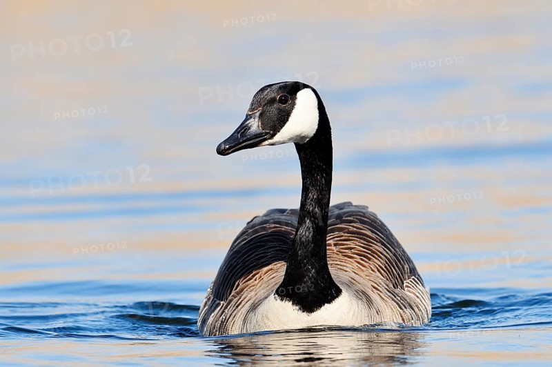 Canada geese (Branta canadensis) swimming, North Rhine-Westphalia, Germany