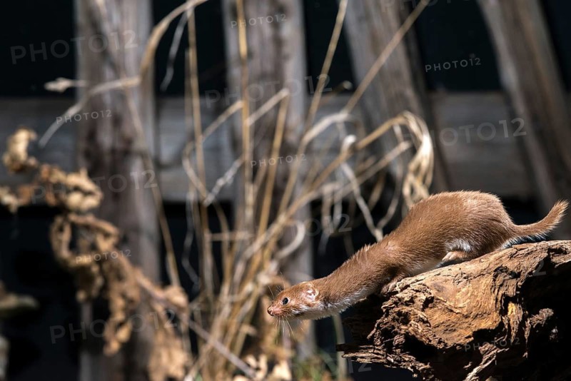 Carnivora, least weasel, mouse weasel, mustela nivalis, predators, mammals, raptors, mammals