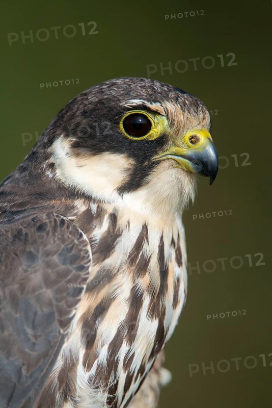 Tree falcon, falco subbuteo, hobby, birds, falcon, falconiformes, falcons, birds of prey, high size, portrait format, raptors, birds