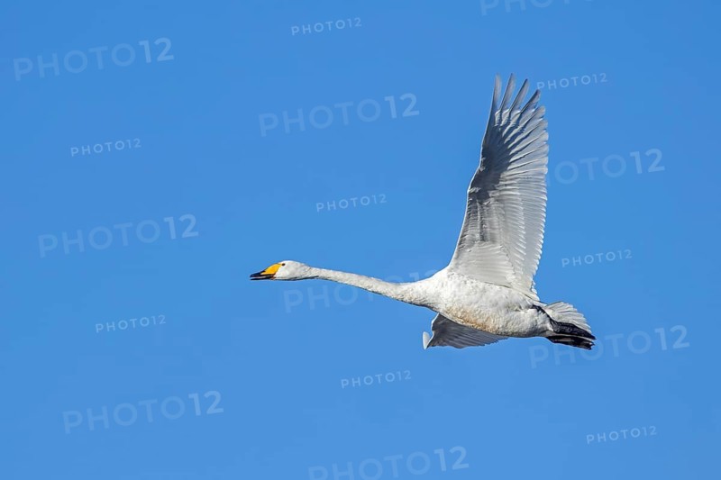 Whooper swan, common swan (Cygnus cygnus) adult calling in flight against blue sky in winter