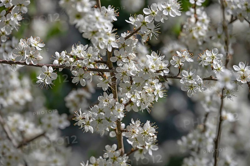 Flowering hawthorn (Crataegus), Franconia, Bavaria, Germany