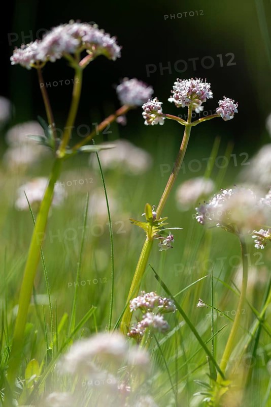 Valerian, valerian plants, small valerian, marsh valerian, valeriana dioica, valerianaceae, dioecious valerian, flora, high size, portrait format, marsh valerian, plants