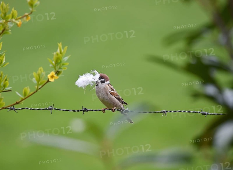 Sparrow, sparrow, (Passeridae) with nesting material in beak, Schleswig-Holstein, Germany
