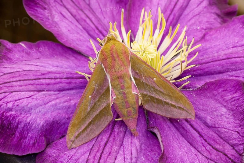 Elephant hawkmoth (Deilephila elpenor) adult moth insect on a garden Clematis flower in summer, Suffolk, England, United Kingdom