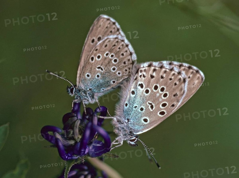 Ant blue, glaucopsyche arion, large blue, maculinea arion, phengaris arion, quendel ant blue, thyme ant blue, alps, butterfly, couple ffh, insects, copula, leo, mating, mating, butterfly, butterflies