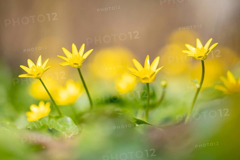 Lesser celandine (Ranunculus ficaria) . Germany