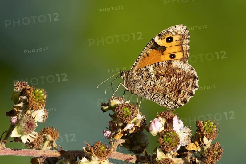 Grayling butterfly (Hipparchia semele) adult insect feeding on a Bramble flower in summer, Suffolk, England, United Kingdom