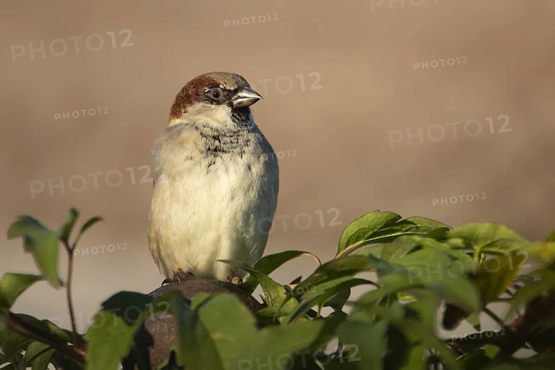 House sparrow (Passer domesticus) adult male bird on a garden hedgerow, England, United Kingdom
