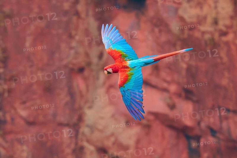 A colourful parrot with outstretched wings flies in front of a reddish rocky backdrop, Green-winged Macaw, or Dark Red Macaw (Ara chloroptera), Buraco Das Araras, Bonito, Pantanal, Brazil